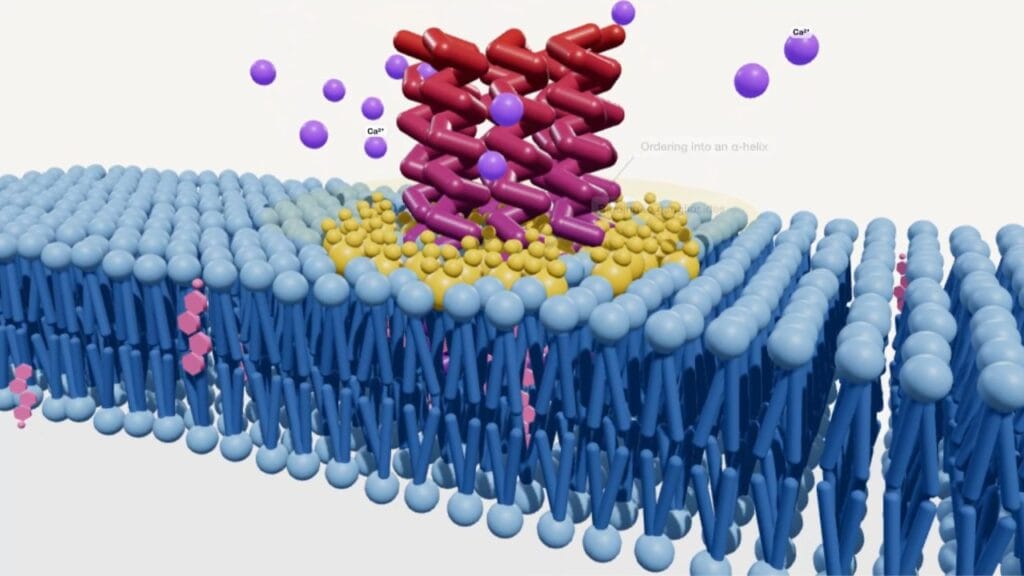 Pore amyloïde formé dans la membrane cellulaire